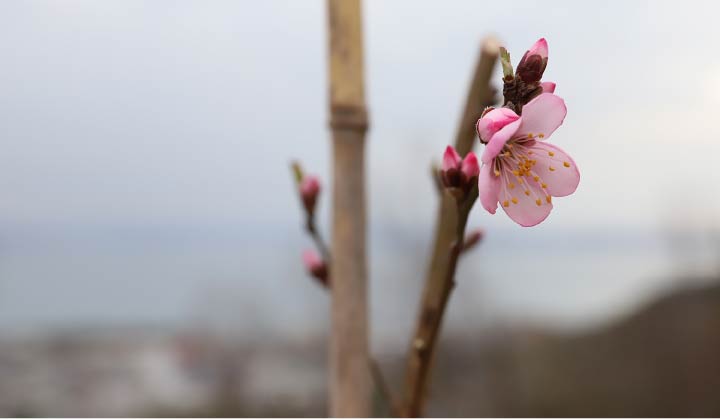 小豆島 井上誠耕園で植えているアーモンドの花