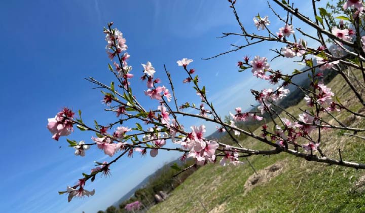 鹿児島県 湧水町で栽培されているアーモンドの木