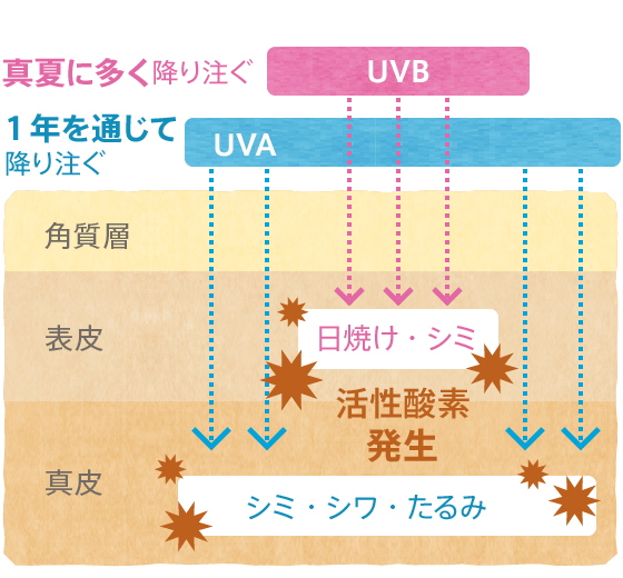 UVA/UVBイメージ