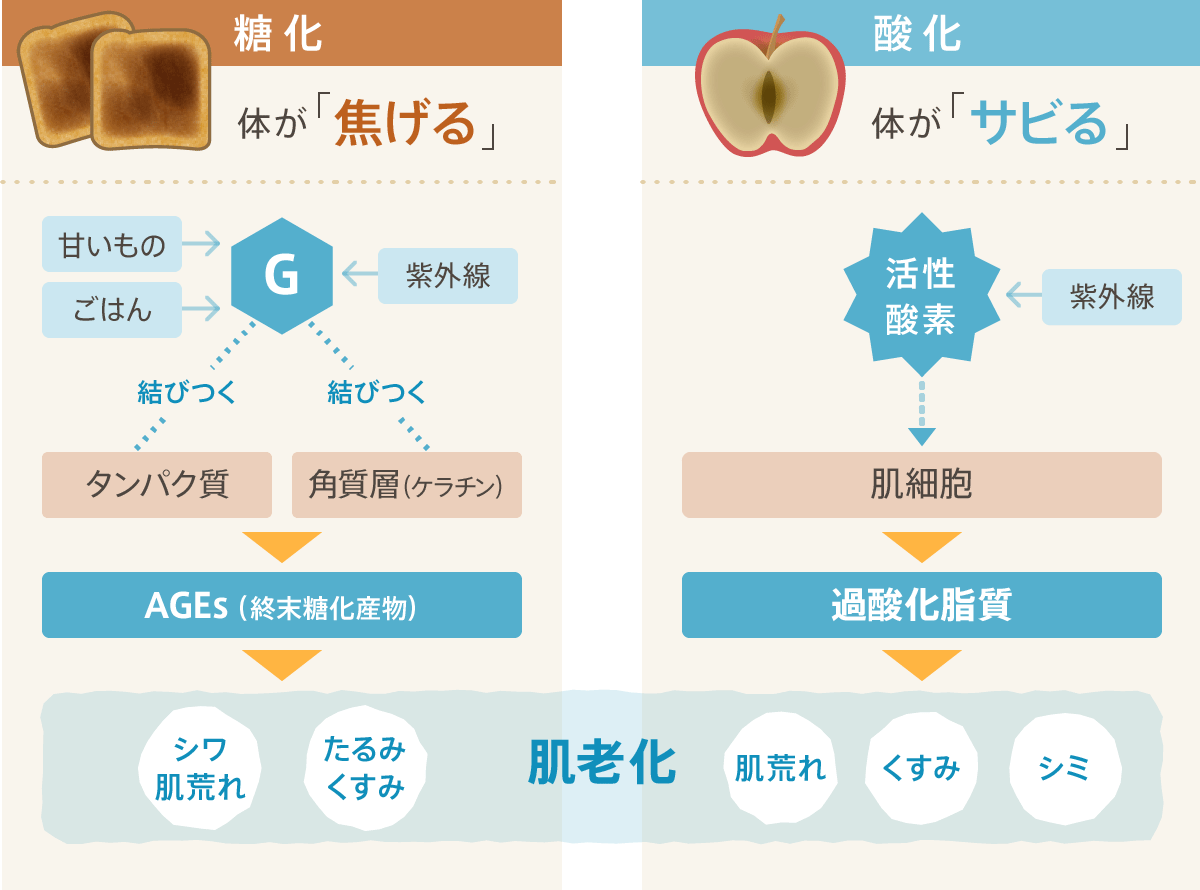 (イメージ)老化を進行させる原因「酸化」と「老化」