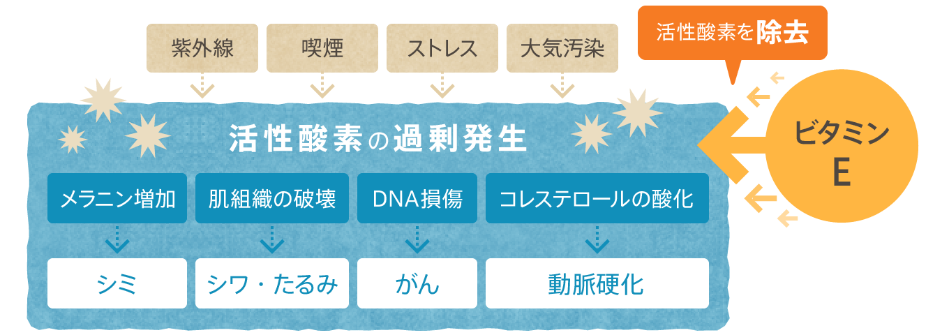 (イメージ)強力な抗酸化作用で老化防止、生活習慣病を予防